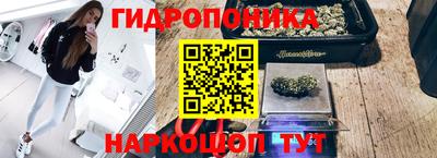 шишки Будённовск